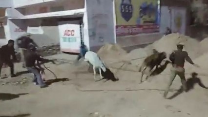 Yogi Adityanath का ऐसा फरमान, UP में Cow के पीछे दौड़ने को मजबूर हुई Police | वनइंडिया हिंदी