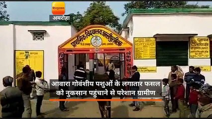 हसनपुर में स्कूल में बंद किए आवारा गोवंशीय पशु, छात्र स्कूल से बाहर