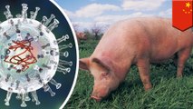 African Swine Fever outbreak explained