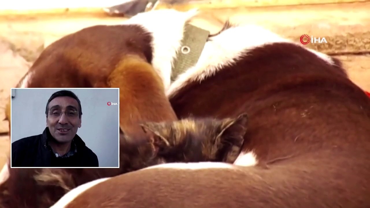 Kedi ile Köpeğin Dostluğu Görenleri Şaşırtıyor