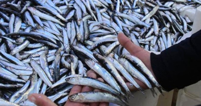 Hamsi Gürcistan'a Kaçtı, Fiyatı 20 Liraya Yükseldi