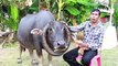Buffalo With Incredibly Rare Set Of Wrap-Around Horns Revered By Villagers