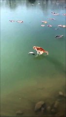 Ce chat ne comprend pas pourquoi il ne peut pas attraper le poisson