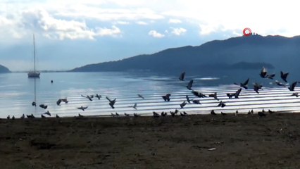 Kışın gelmesiyle plajlar onlara kaldı