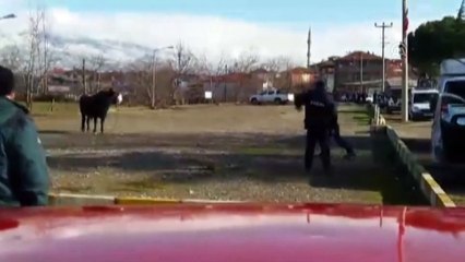 Mezbahadan kaçan boğa 5 saatte yakalandı - TOKAT