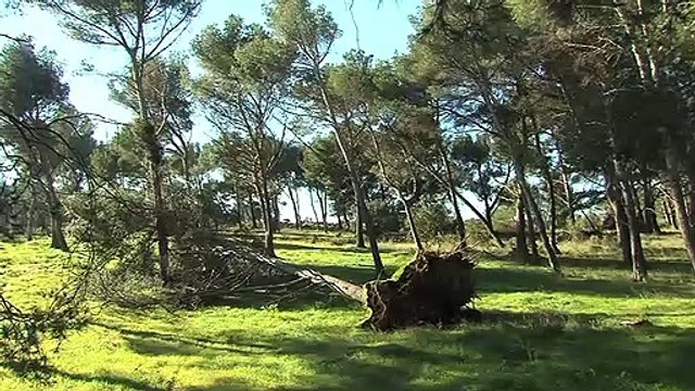 Ce grand pin a été déraciné suite aux fortes rafales de Mistral à Port-de-Bouc.