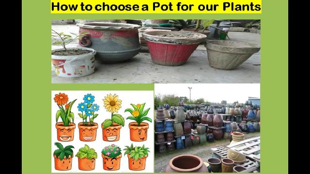 4 your garden: Picking the right pots for your plants | Humay apnay phoday ko kis gamlay maiy lagana chahiay |