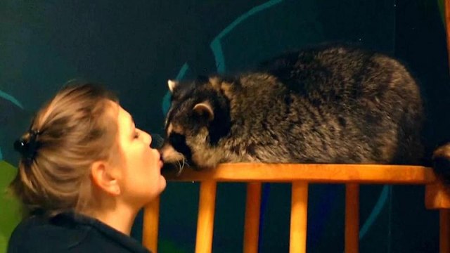 Stres ve depresyona karşı 'rakun terapisi'