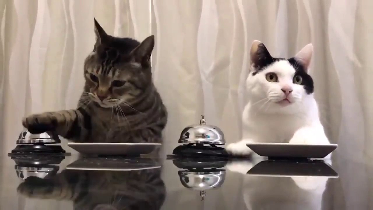 I gatti ricorrono ad ogni stratagemma per poter ottenere il cibo