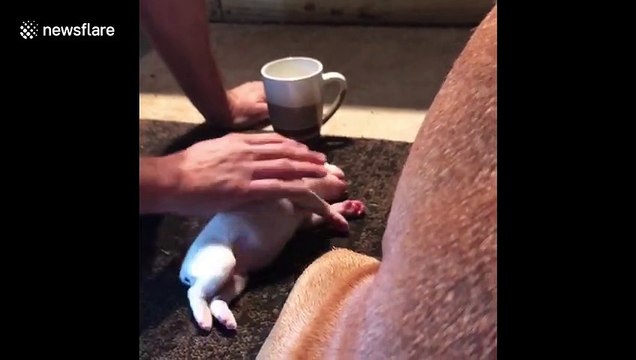 It's a Christmas miracle! Texas man revives tiny puppy by performing CPR