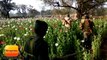 झारखंड: ये हैं 'नशे के गुलाब', जंगलों में अफीम उगा नस्लें बर्बाद कर रहे हैं अवैध कारोबारी