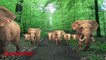 Elephant sounds / Elephants Walking in A Forest - Beautiful Animated Videos / Animal Sounds