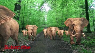 Elephant sounds / Elephants Walking in A Forest - Beautiful Animated Videos / Animal Sounds