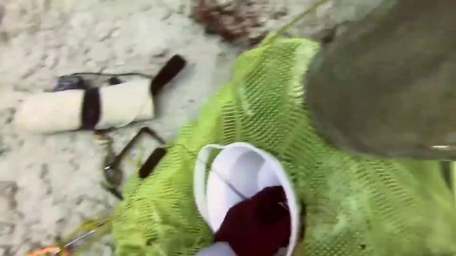 Un plongeur combat un requin en pleine mer