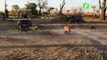 Une lionne se retrouve face à des dizaines de hyènes féroces