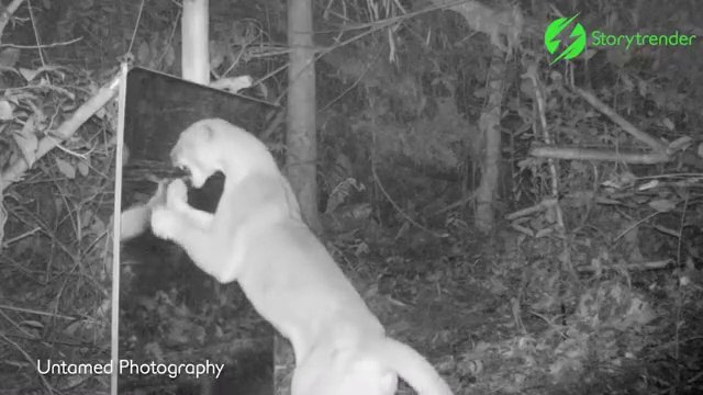 Ils placent un miroir dans la foret et filment la réaction des animaux sauvages