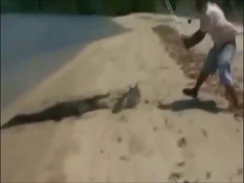 Quand un crocodile vient te voler le requin que tu viens de pecher