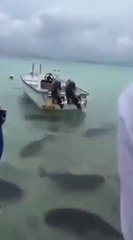La réactions d'énormes poissons au moment du repas