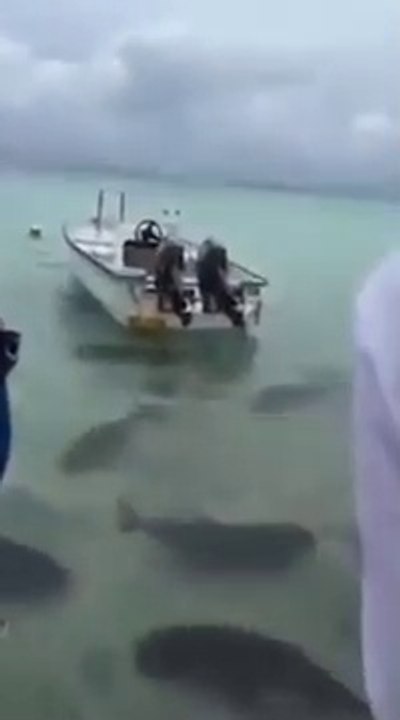 La réactions d'énormes poissons au moment du repas