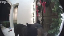 Cet ours sonne à la porte d'une maison !