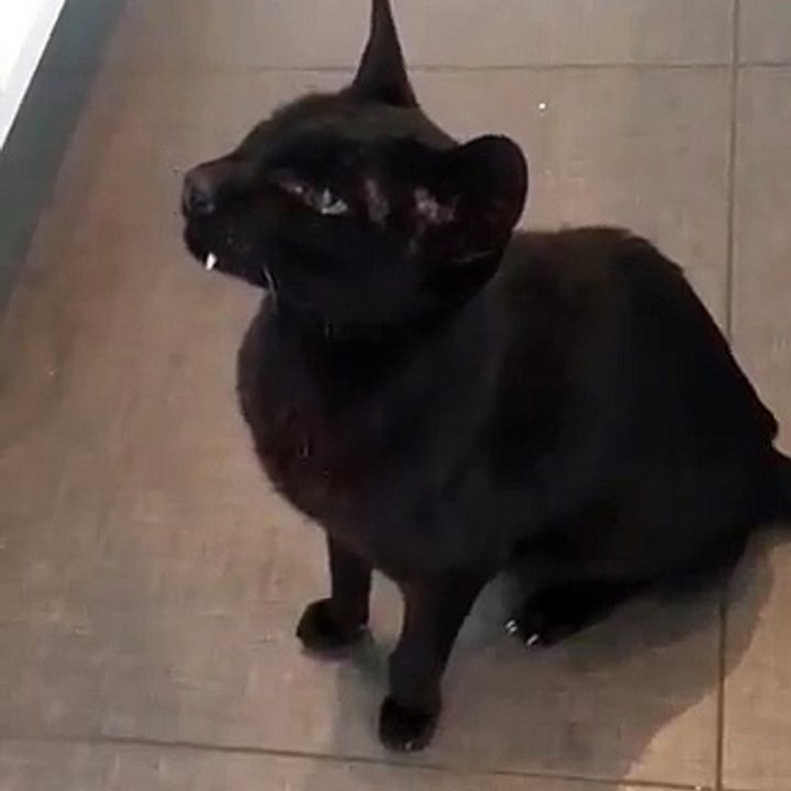 Rencontrez Monkey, le chat vampire