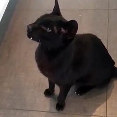 Rencontrez Monkey, le chat vampire