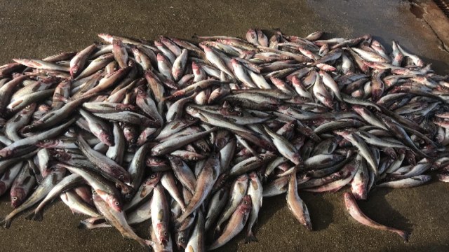 고성 앞바다서 잡힌 명태 '자연산' 판명 / YTN