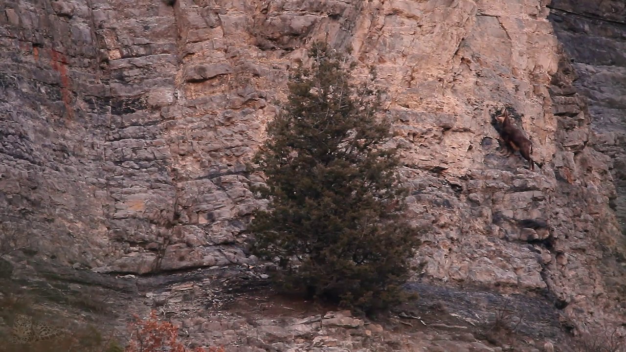Deux chamois...