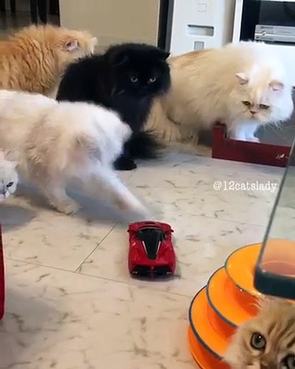 Remote Control Car Makes Cats Freak Out video Dailymotion