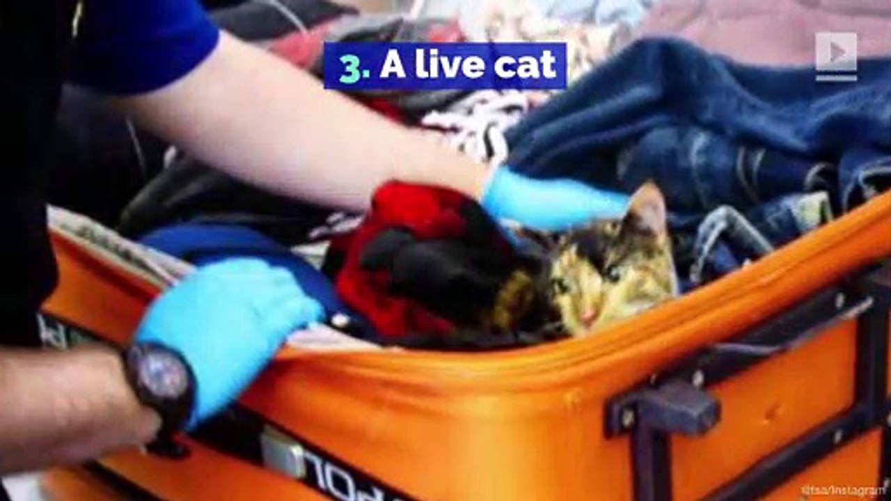 10 Unusual Luggage Items the TSA Found in 2018