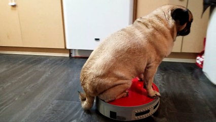 Dog Rides on Robot Room Vacuum