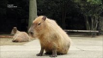Yoga for Capybaras カピバラのためのヨガ