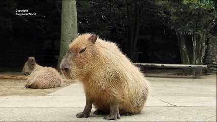 Yoga for Capybaras カピバラのためのヨガ