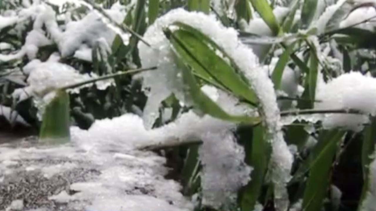 Heavy snowfall intensifies cold wave condition in Shimla | OneIndia News