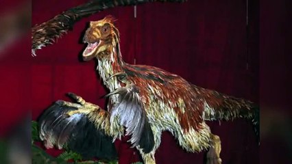 Las 7 Aves Carnívoras mas peligrosas del mundo[1]