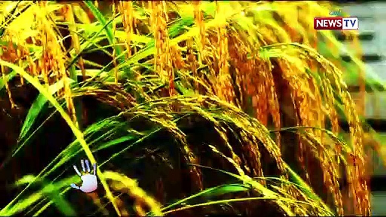 Bawal ang Pasaway: 'Golden rice,' solusyon ba para maibsan ang Vitamin A deficiency sa bansa?