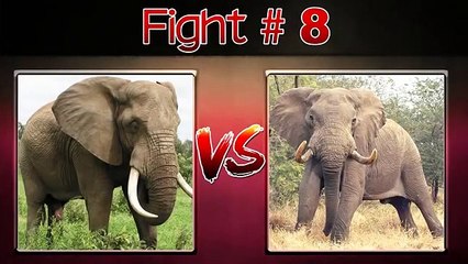 EL 10 LUCHAS ANIMALES AGRESIVAS