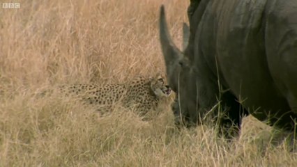 Curious Cheetah cubs take on a Rhino   BBC Earth
