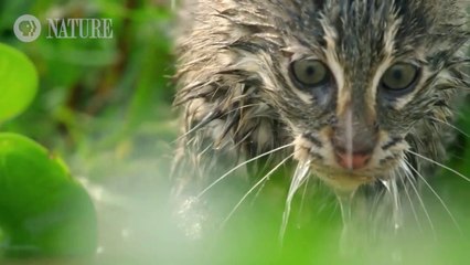 Fishing Kittens See Water For the First Time