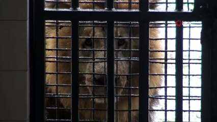 Kar Altında Hayvanların Muhteşem Görüntüleri