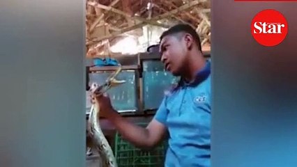 Şov yaparken kafasını yılana kaptırdı