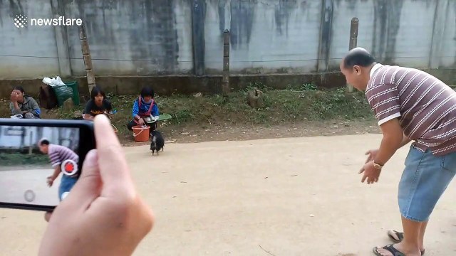 Acrobatic chihuahuas stun crowd with amazing backflips on command