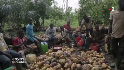 Déforestation, travail des enfants : "Envoyé spécial" enquête sur la face cachée du chocolat