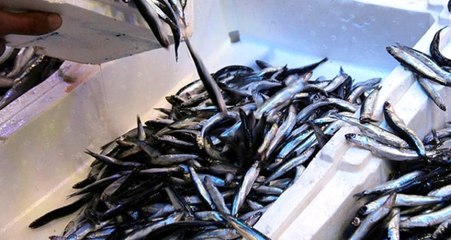 Hamsi İhracatından 3 Milyon 457 Bin 615 Dolarlık Gelir Elde Edildi