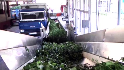 Türk çayı 2018'i rekorla kapattı - RİZE