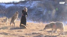 Criadores dão comida para lobos com a boca para estabelecer conexão