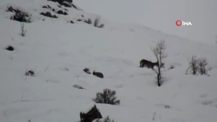 Yaban Hayvanlarına Yem Bırakıldı