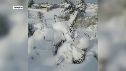 “Telemaku” zbardh Greqinë - Top Channel Albania - News - Lajme