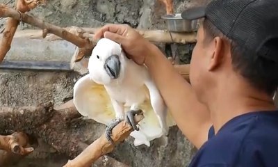 Konservasi Swadaya Rumahan Untuk Lestarikan Burung Langka