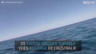 Plusieurs fausses orques tueuses vues au large de l'Australie